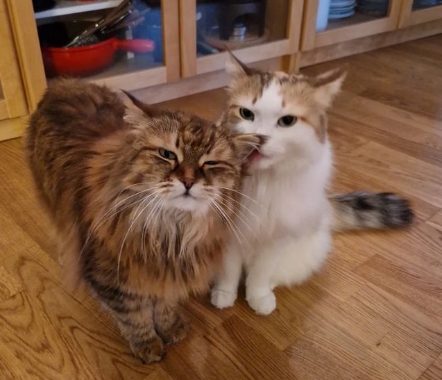 Sibirisk katt Nymphe och Orinda